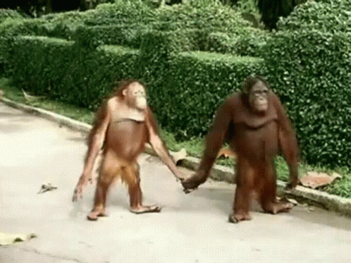 Orangutan Couple Holding Hands While Walking GIF