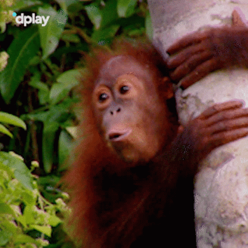 Orangutan Covering Mouth GIF
