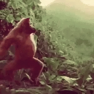 Orangutan Dancing In The Wild GIF