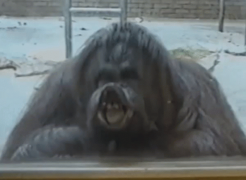 Orangutan Displaying Monkey Kiss GIF