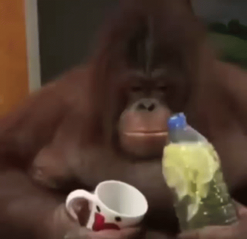 Orangutan Drinking Juice GIF