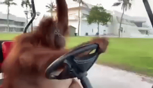 Orangutan Driving Golf Cart In Park GIF