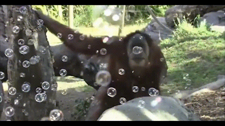 Orangutan Eating Bubbles GIF