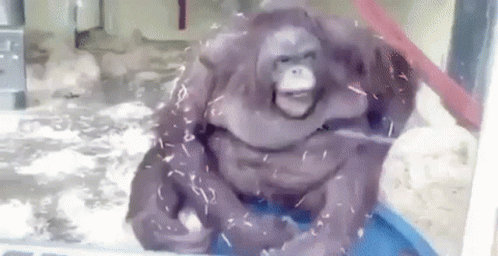 Orangutan Falling GIF