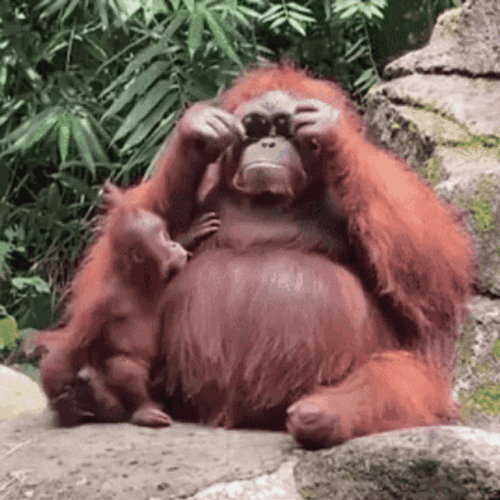 Orangutan Glasses GIF