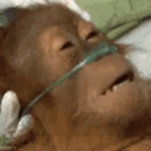 Orangutan In An Oxygen GIF