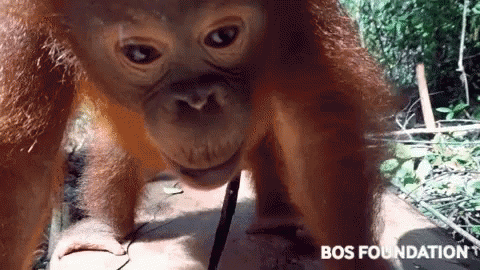 Orangutan Kissing The Camera GIF
