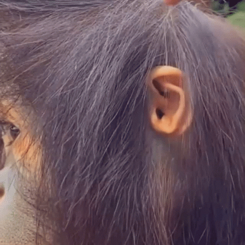 Orangutan Long Hair Side View GIF
