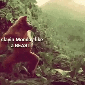 Orangutan Made It Through Monday GIF
