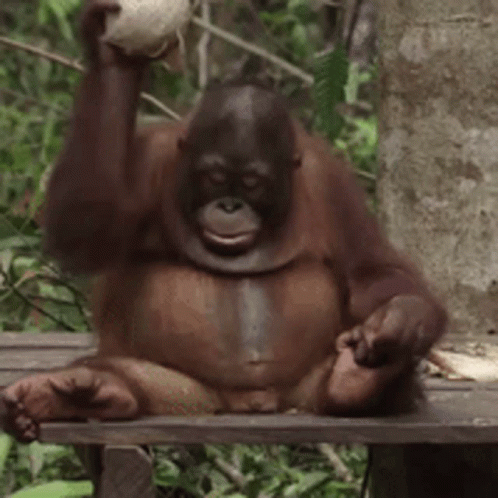 Orangutan Smashing Coconut GIF