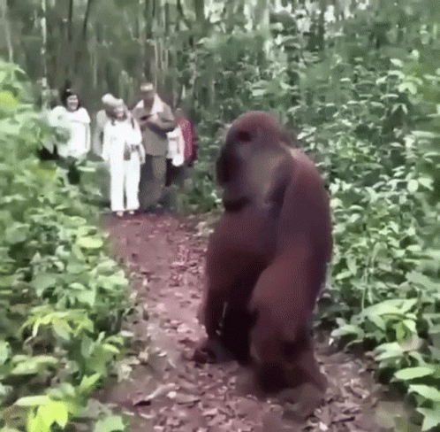 Orangutan Waiting For The Tourists GIF