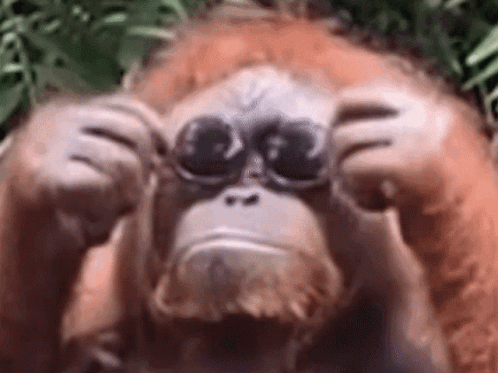 Orangutan Wearing Flipped Glasses GIF