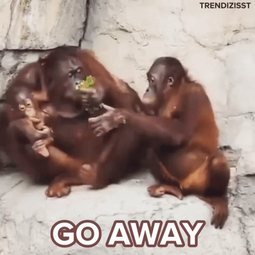 Orangutans With Go Away Text GIF