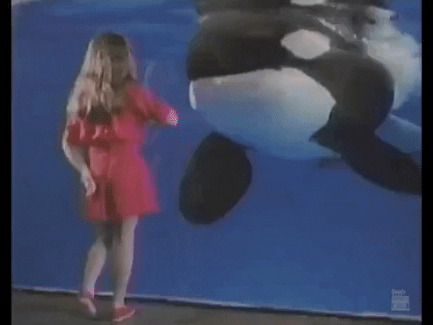 Orca Approaching A Kid GIF