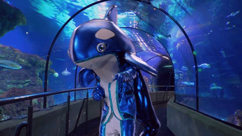 Orca Blue Mascot GIF