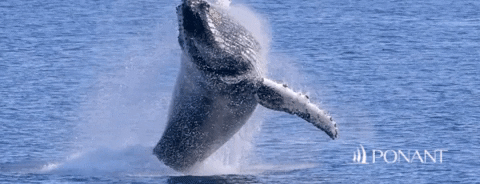 Orca Diving On The Sea GIF