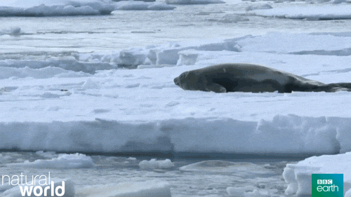 Orca On Frozen Sea GIF
