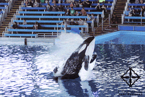 Orca Show Performance GIF
