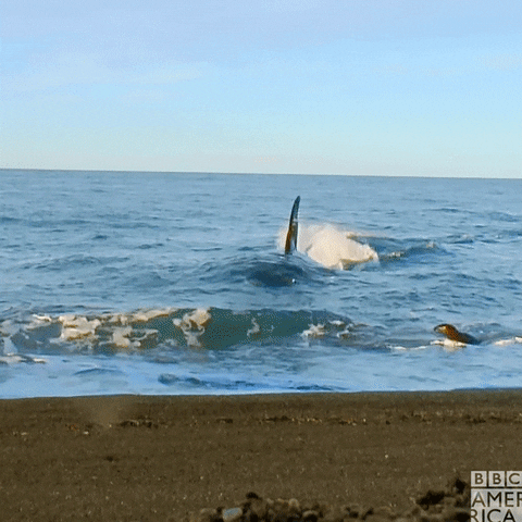 Orca Stranded On The Shore GIF