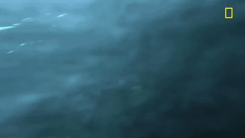 Orca Swimming Fast GIF