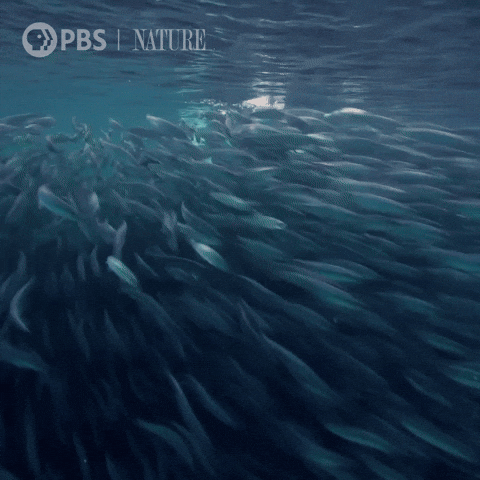 Orca Under The Sea GIF