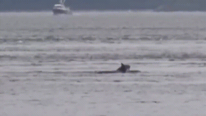 Orca Whales In The Ocean GIF