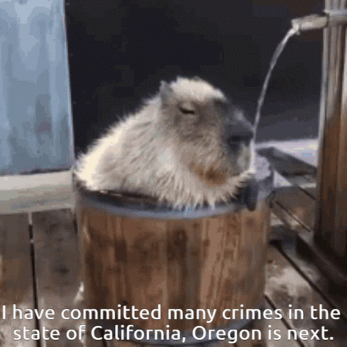 Oregon Is Next Chilling Capybara GIF