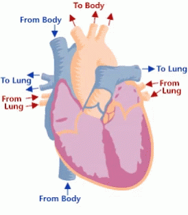 Organ Function In Circulatory System GIF