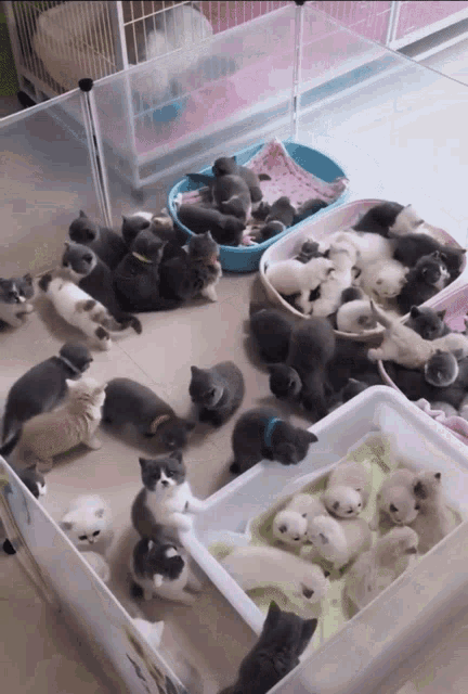 Organized Peaceful Herding Cats At Home GIF