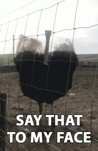 Ostrich Behind Wire Fence Say That to My Face