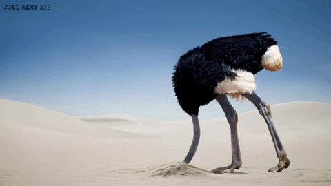 Ostrich Buried Its Head On Desert Sand GIF