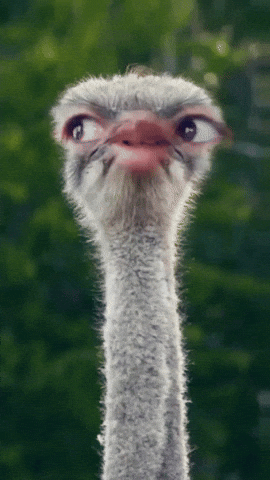 Ostrich Carefully Watching Out For Prey GIF