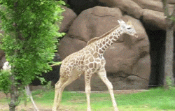 Ostrich Chasing Young Giraffe With Love GIF