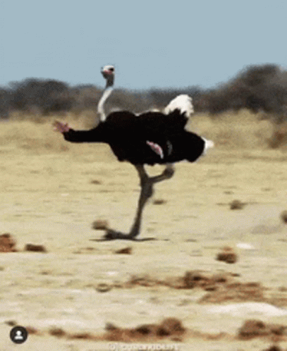 Ostrich Doing Trick With Feathers Spread Out GIF