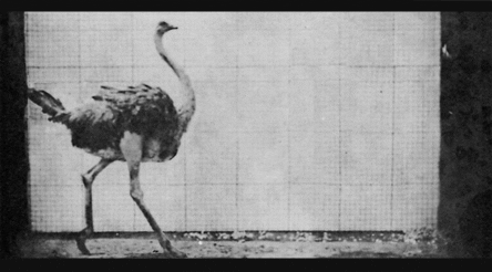 Ostrich Filmed In Black And White GIF