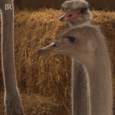 Ostrich Flexing Its Long Neck GIF