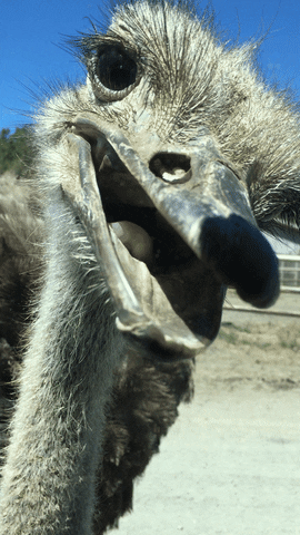 Ostrich Has Something To Say Listen GIF