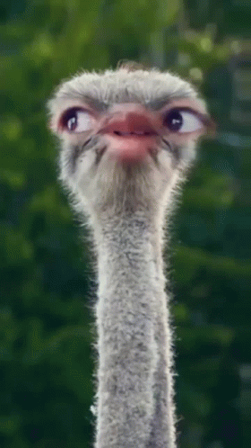 Ostrich Head and Neck Green Background
