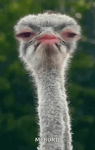 Ostrich Head And Neck With Red Beak GIF