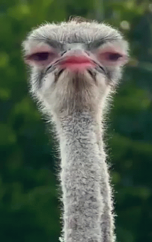 Ostrich Head Red Beak Looking At Camera GIF