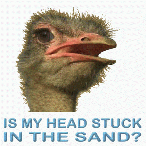 Ostrich Head Stuck In Sand GIF