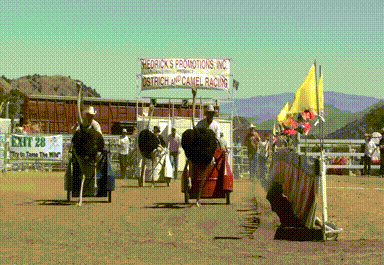 Ostrich Raced With Carriage Inside Fenced Lawn GIF