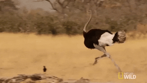 Ostrich Running For Its Life In Wilderness GIF