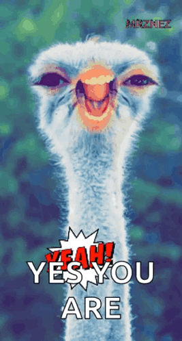 Ostrich Saying Yeah Yes You Are GIF
