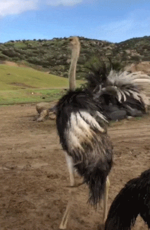 Ostrich Spinning Like Ballerina GIF
