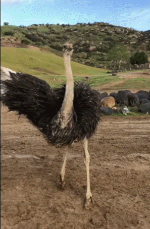 Ostrich Spread Its Wing Then Spin GIF