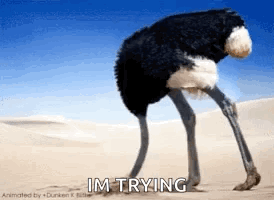 Ostrich Standing in Sand Saying Im Trying