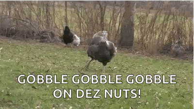 Ostrich Standing On Grass Covered Field GIF