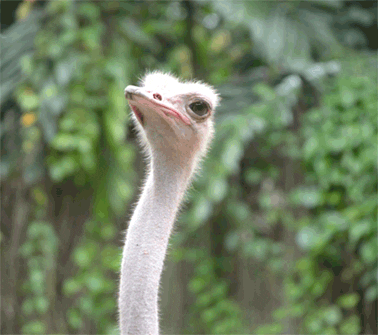 Ostrich Swallowed Spider Alive GIF