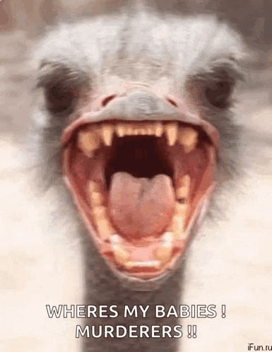 Ostrich With Open Mouth Wheres My Babies